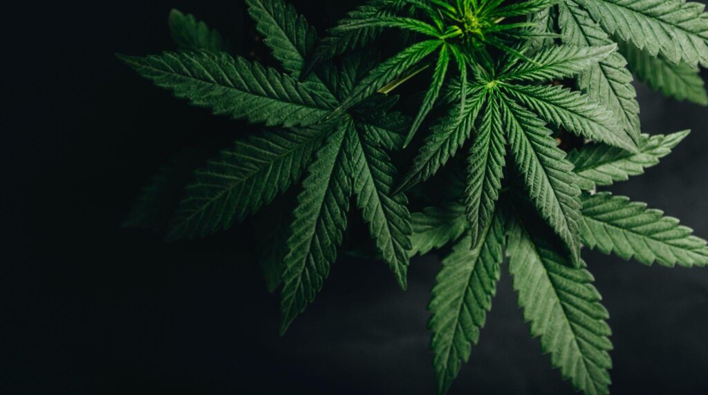 marijuana cannabis leaves on black background